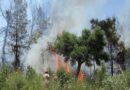 Antalya Valiliği yayınladı: Orman yangınlarını önlemek için kritik genelge