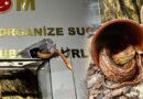 Bursa’da satışı yasak mısır yılanı bulundu
