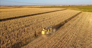 Diyarbakır’da bu sezon 253 bin ton mısır üretilmesi bekleniyor