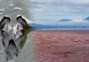 Dünyanın en ölümcül gölü: Dokunan “taşa dönüştü”