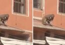 Köpeği kaçırdı, çatıdan çatıya atlayarak uzaklaştı