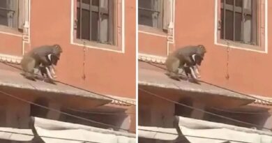 Köpeği kaçırdı, çatıdan çatıya atlayarak uzaklaştı