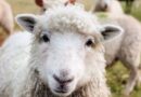 Koyunların stres seviyesine etkisi incelendi: Tam bir terapi!