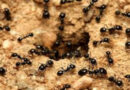Bir ilk: Karınca kolonisinin tamamı ölü taklidi yapıyor