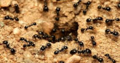 Bir ilk: Karınca kolonisinin tamamı ölü taklidi yapıyor