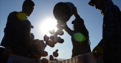 Çiftçilere patates siğiline karşı verilen desteğin tutarı artırıldı