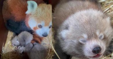 Nesli tükenmekte olan kızıl pandalarda ikiz sevinci