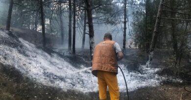 Piknikçilerin yaktığı ateş ormanı yaktı