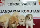 Edirne’de hayvan kaçakçılığı operasyonu… 5 köpek kurtarıldı!