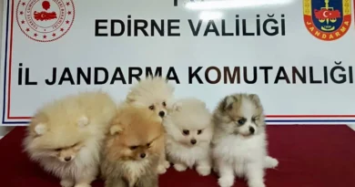 Edirne’de hayvan kaçakçılığı operasyonu… 5 köpek kurtarıldı!