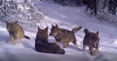 Uludağ’da kurt sürüsü fotokapanla böyle görüntülendi